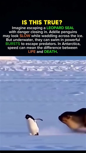 Why Adélie Penguins Swim So Fast #history #facts