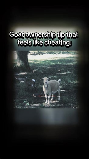 Goat ownership tip that feels like cheating: Consistency beats effort every time. Same feeding order, same sounds, same routine. When goats know what to expect, they’re calmer, healthier, and way easier to manage, and so are you. #goatmom #goatfarm #homesteadlife #dairygoats #goattips