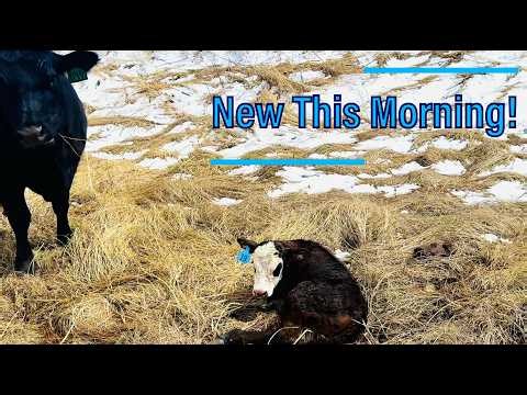 Checking Cows After the Snow… Two More Calves on the Ground