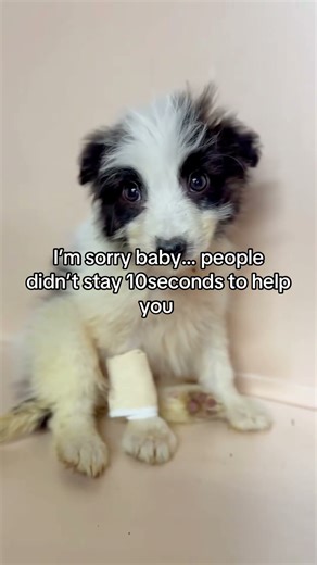 Parvo has weakened them, and now bronchopneumonia is stealing their breath