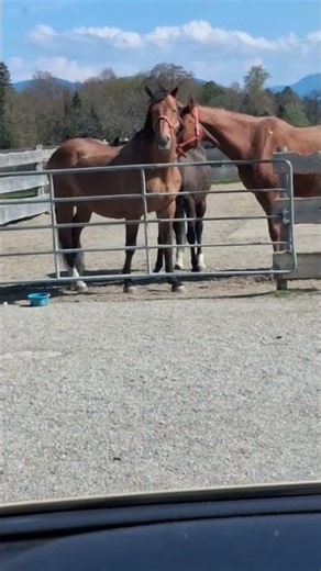 Random Funny Horse Behavior 2