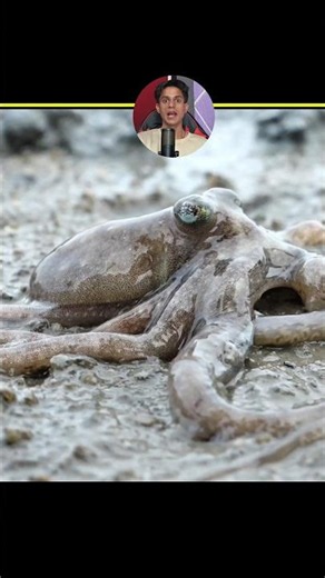 This Animal Has 3 Hearts| Mind-Blowing Octopus Facts