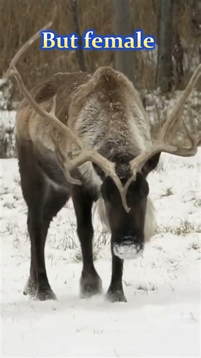 Mind-Blowing Reindeer Facts 🦌