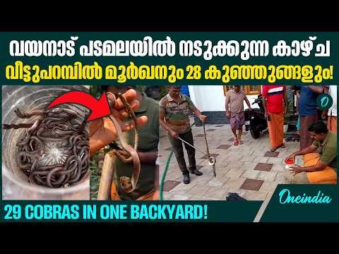 പയ്യമ്പള്ളിയിൽ മൂർഖൻ പാമ്പിനെയും 28 കുഞ്ഞുങ്ങളെയും പിടികൂടി! Massive Cobra and 28 Hatchlings
