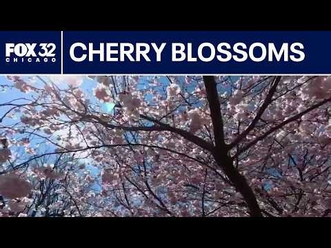 Cherry blossoms return to Chicago's Jackson Park for spring season