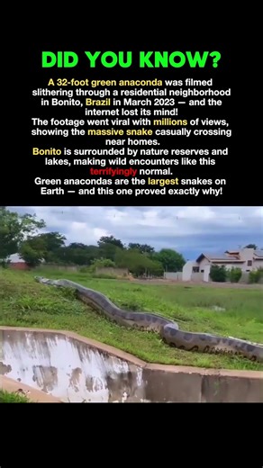 World's Biggest Snake Filmed! #history #facts