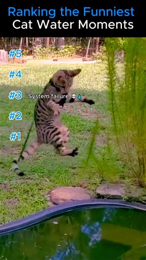 Try Not To Laugh vs Water 😂 (Level IMPOSSIBLE) #funny #cat #pets #memes #cute #animals