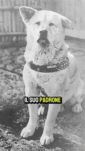 💔Ha aspettato il suo padrone per 10 anni... senza sapere che era morto