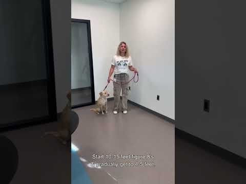 FHO Rehab Instructions (Femoral Head and Neck Ostectomy) at Home