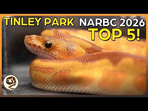 These are the TOP 5 Ball Pythons at NARBC Tinley Park March 2026!
