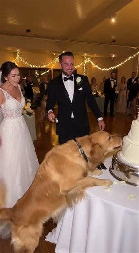 Dog Destroys Wedding Cake