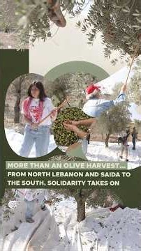 More than an olive harvest: From North Lebanon and Saida to the South, solidarity takes on
