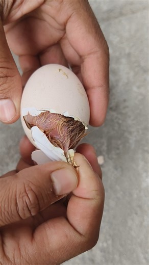 Helping hatching baby chick#mianinventions