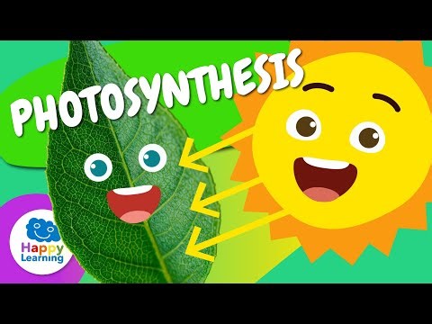 🌱☀️ PHOTOSYNTHESIS: How PLANTS make FOOD? | Educational Videos for Children | @HappyLearningEN