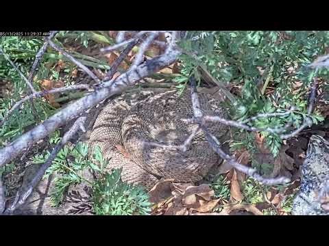 Colorado is home to 'mega den' of rattlesnakes