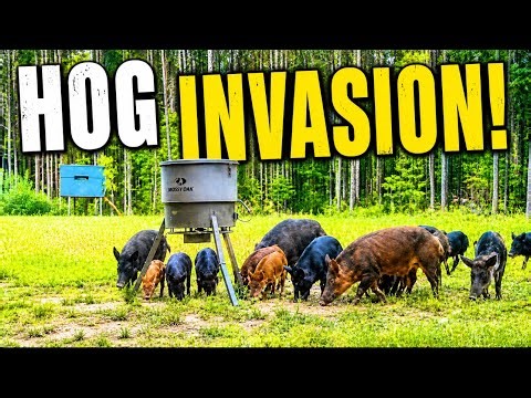 Repairing Our Hog Trap & Catching Feral Hogs on Our 46 Acres