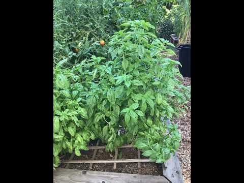 All About Basil