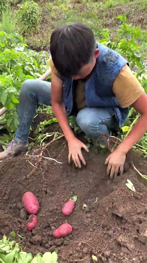 🥔 MASSIVE RED POTATO HARVEST STRAIGHT FROM THE SOIL! 😱🌾