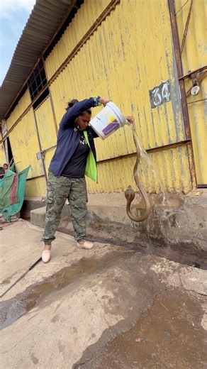 😳🐍women rescue venomous cobra snake 🐍 #cobra #viral #shorts