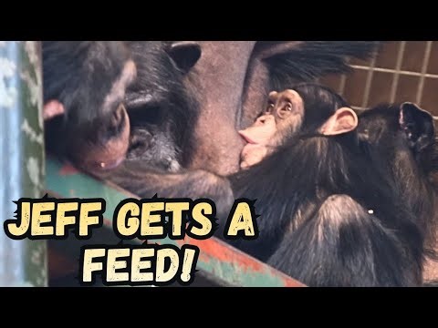 Wow! Young Chimp Jeff Still Feeding Well From Mom!
