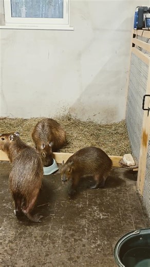 The Cutest Capybara Family Ever: Meet Ken, Barbie & Baby!