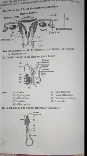 Placenta, Female & Male Reproductive System – One Shot👉 “Biology Diagram = Full Marks!”