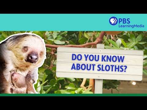 Do You Know About Sloths?