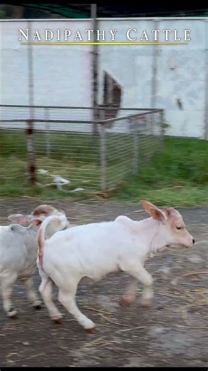 Tiny Cows, BIG Zoomies! 😍 | Nadipathy Cattle #shorts #wow #lol #cow #now #animals
