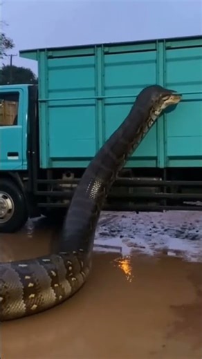 Giant Python Found Inside a Resident’s Truck