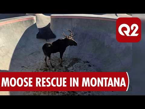 ‘It’s Red Lodge’: Rescue draws crowd after moose gets stuck in town skate park