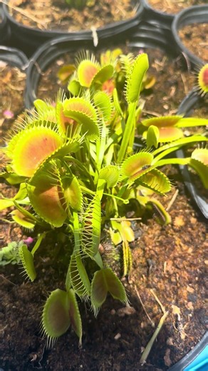 Venus Flytraps are easy to grow if……