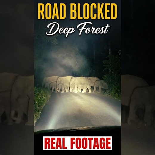 Night drive of Big Elephant herd. #wildlife #elephant #wildchroniclesrahul #animals