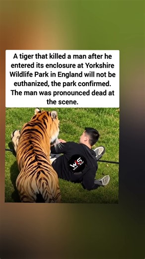 Tiger That Killed Man at Wildlife Park Will Not Be Euthanized