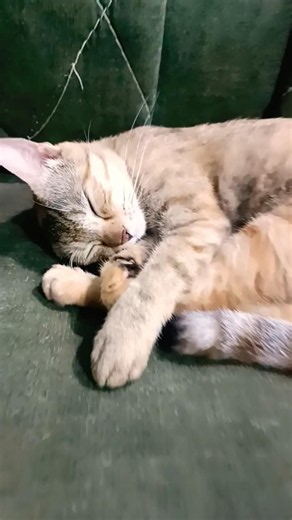 sleepingcat😇😍😺#viral#trending#abonnetoi #mycat#mycatfamily# #utube #