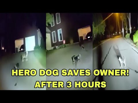 Loyal Dog Leads Police to Fallen Owner After 3 Hours on the Floor