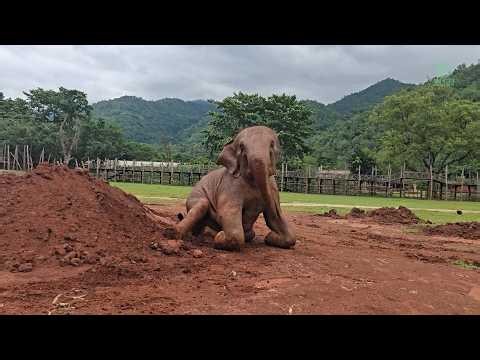 Elephant Sai Fon’s Muddy Paradise After the Rain - ElephantNews