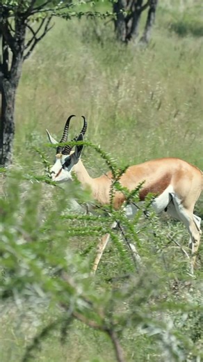 Springbok at Etosha national park