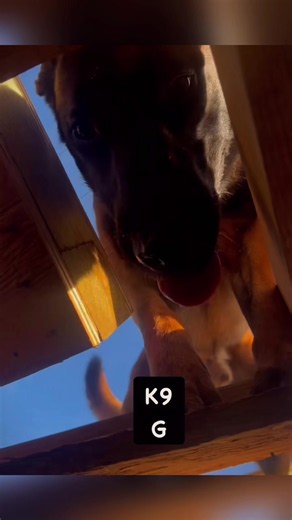 Before Death Comes Knocking: Why a Puppy’s Snout Matters