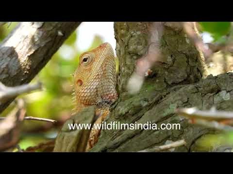 Oriental Garden Lizard displays bright orange breeding colours on a tree branch