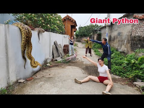 The Girl and the Hunter Use a Snake Detector to Find the Giant Python