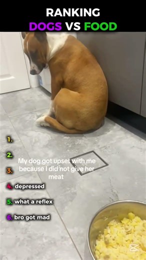 Dogs VS Food🤣