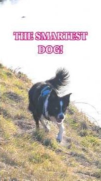 Why Is the Border Collie Considered the World’s Smartest Dog?