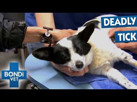 Emergency Call! Bondi Vet Season 4 Marathon! | Episodes 4 to 6