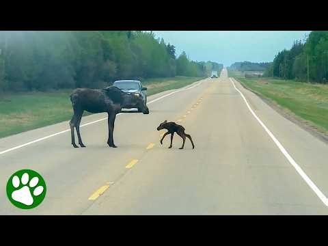 This Mother Moose’s Protection of Her Calf Is Everything