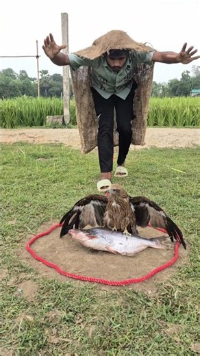 technique to catch hawks with traps😲 #viral #birds #funny