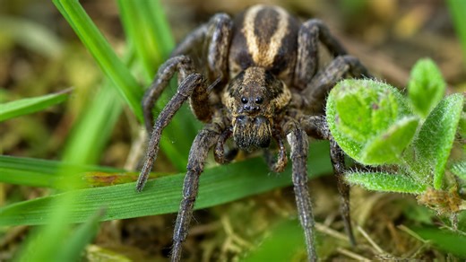 This tiny predator looked like a monster up close