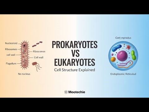 Prokaryotic vs Eukaryotic Microorganisms | Cell Structure & Key Differences | Mootechie