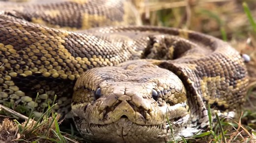This python killed two little boys - and it was their pet