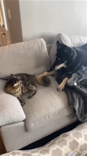 Funny Dogs and Cats Compilation 😂 | Try Not to Laugh Challenge #funny #dog #cat #shorts