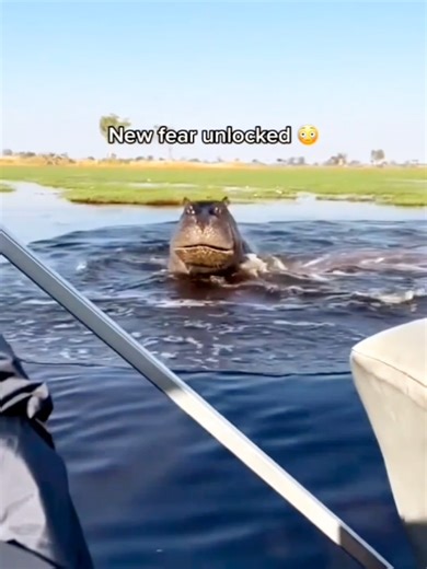 Hippo attacks tourists #worldanimals #hippo #fyp #foryourpages